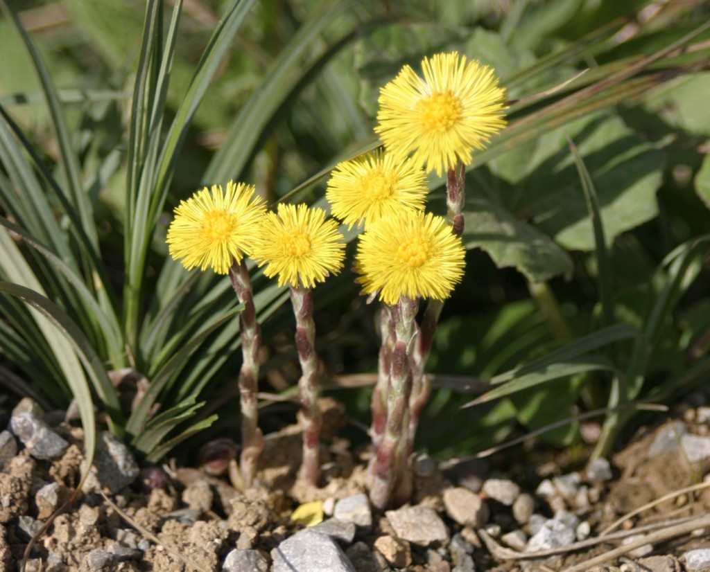 tussilago